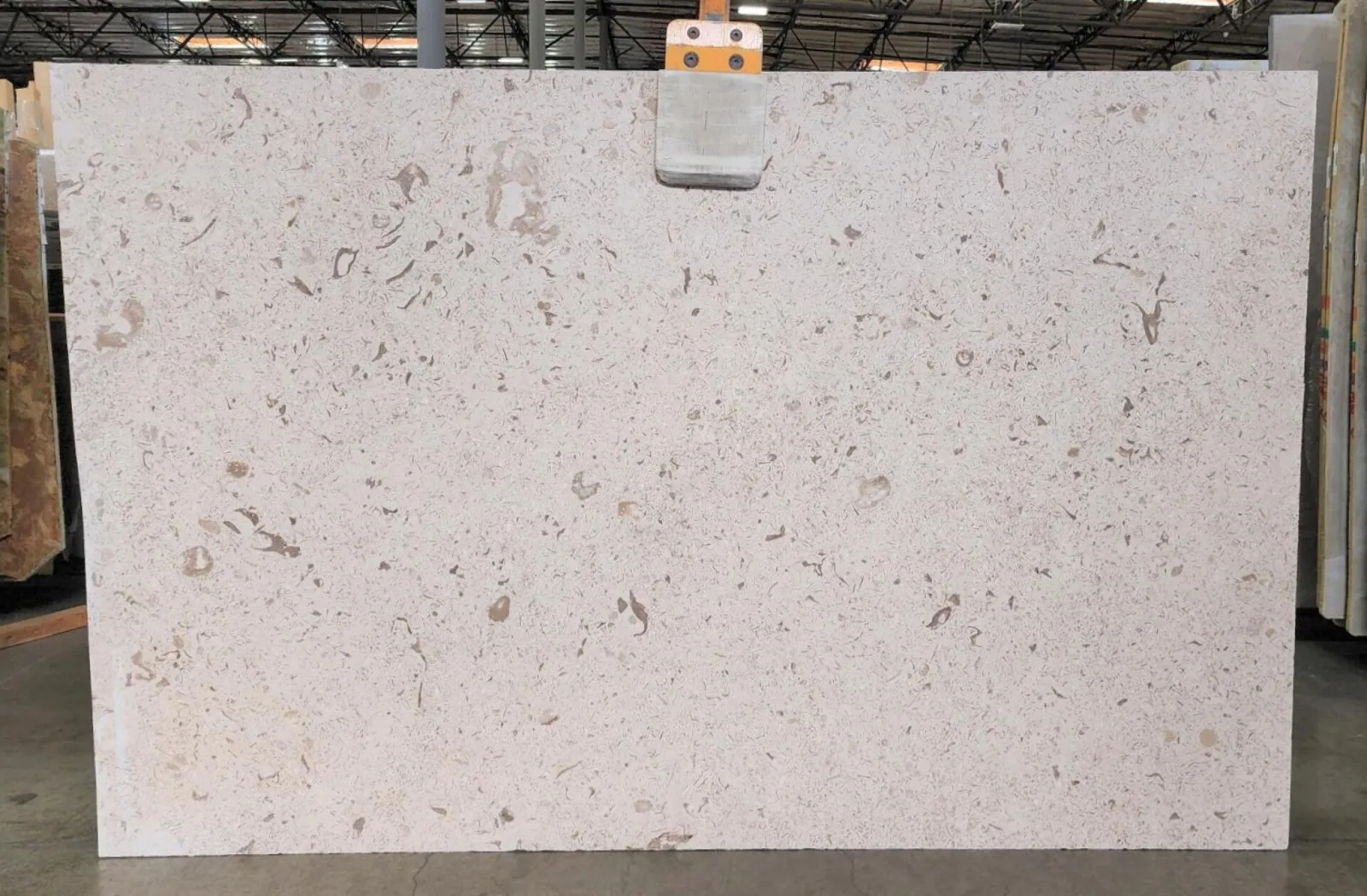Fossil Limestone Slab in Sun Valley, Los Angeles