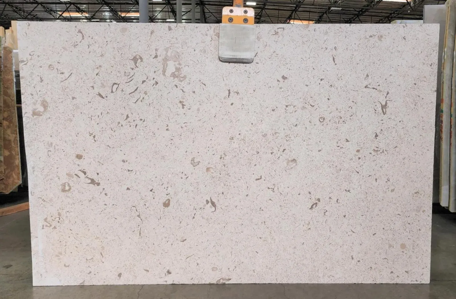 Fossil Limestone Slab in Sun Valley, Los Angeles